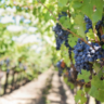 Úvod do problematiky výroby vína